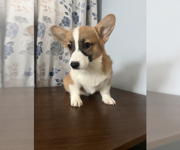 Medium Photo #44 Pembroke Welsh Corgi Puppy For Sale in DURHAM, CT, USA
