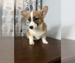Small #43 Pembroke Welsh Corgi