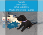 Puppy Violet collar Daniff-English Mastweiler Mix