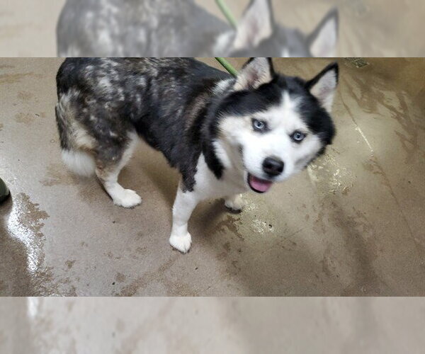 Medium Photo #1 Pomsky Puppy For Sale in Aurora, IL, USA