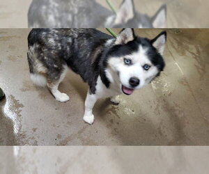 Pomsky Dogs for adoption in Aurora, IL, USA