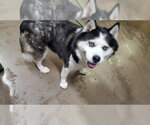 Small Pomsky