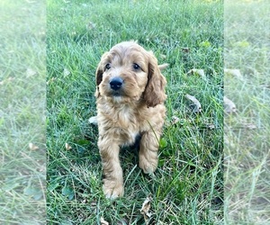 Goldendoodle (Miniature) Puppy for sale in FRANKLIN, IN, USA