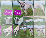 Small #3 Labrador Retriever Mix