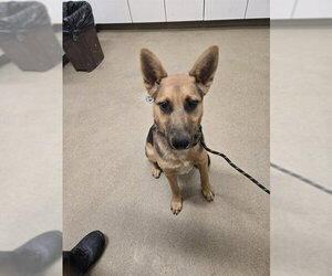 German Shepherd Dog Dogs for adoption in Santa Maria, CA, USA