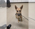 BRAVO - Male German Shepherd Dog Dog for Adoption - Small photo