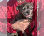 Small #1 Chihuahua
