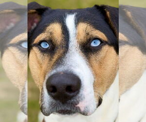 Australian Shepherd-Unknown Mix Dogs for adoption in West Cornwall, CT, USA