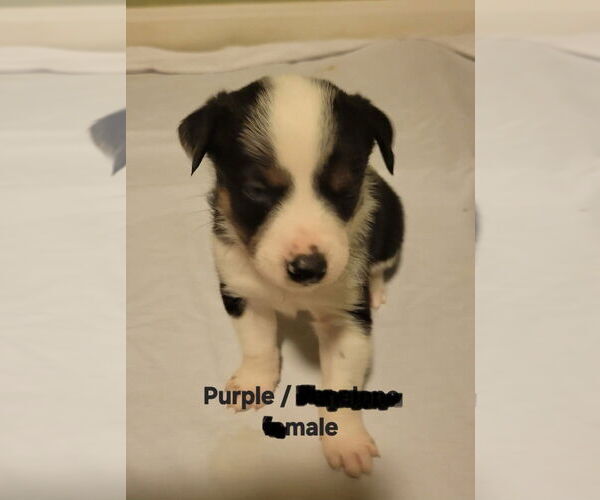 Medium Photo #2 Border Collie-Siberian Husky Mix Puppy For Sale in Aurora, IN, USA