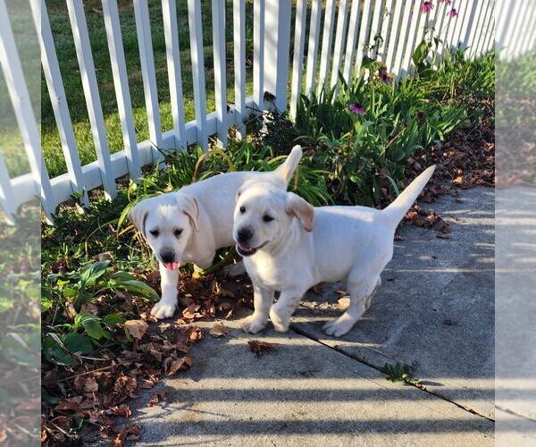Medium Photo #5 Labrador Retriever Puppy For Sale in CONNERSVILLE, IN, USA