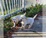 Small Photo #5 Labrador Retriever Puppy For Sale in CONNERSVILLE, IN, USA