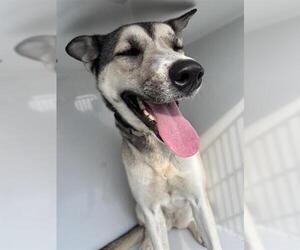 Gerberian Shepsky Dogs for adoption in Houston, TX, USA