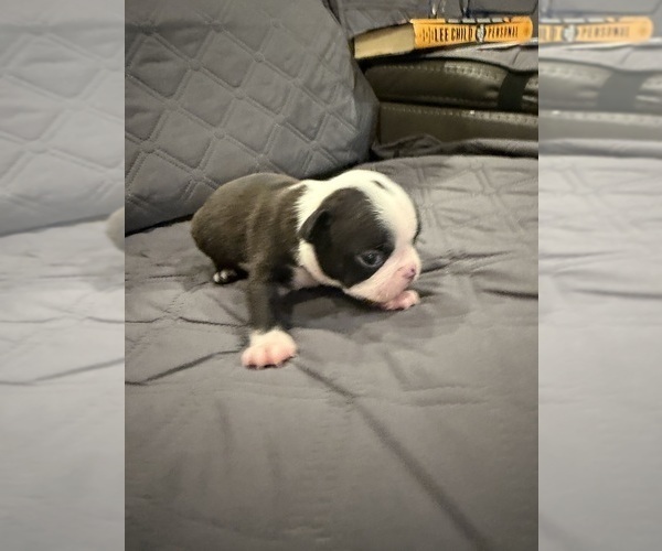 Medium Photo #5 Boston Terrier Puppy For Sale in FREDONIA, KS, USA