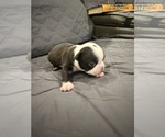 Small #4 Boston Terrier