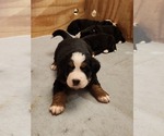 Small Photo #5 Bernese Mountain Dog Puppy For Sale in MANCHESTER, MI, USA