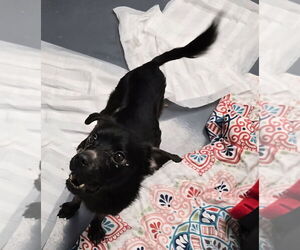 Mutt Dogs for adoption in Evansville, IN, USA