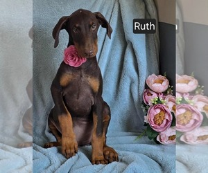 Doberman Pinscher Puppy for sale in POMEROY, OH, USA
