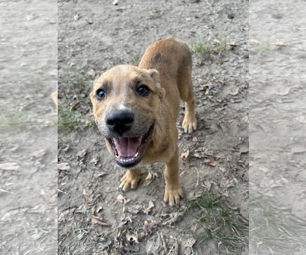 Medium Photo #12 Shepradors Puppy For Sale in McKinney, TX, USA