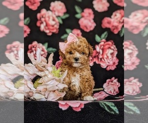 Poodle (Toy) Puppy for Sale in NOTTINGHAM, Pennsylvania USA
