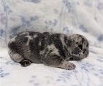 Small Photo #5 French Bulldog Puppy For Sale in NORTH SACRAMENTO, CA, USA