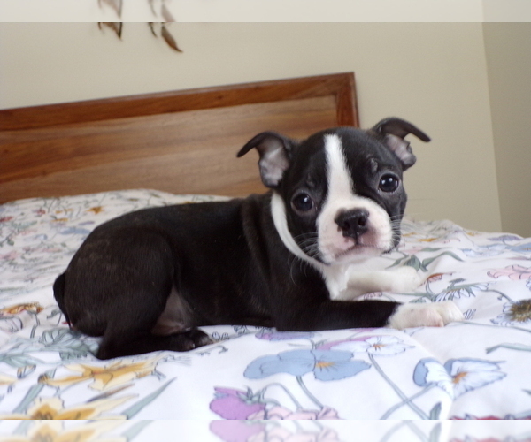 Medium Photo #2 Boston Terrier Puppy For Sale in MONROE, NH, USA