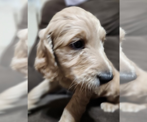 Medium Photo #10 Goldendoodle-Poodle (Standard) Mix Puppy For Sale in ROSCOE, IL, USA