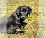 Small Photo #4 Labrador Retriever Puppy For Sale in ROCHESTER, WA, USA