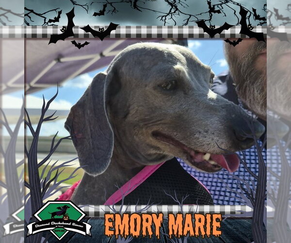 Medium Photo #1 Dachshund Puppy For Sale in San Antonio, TX, USA