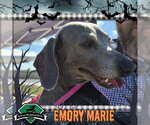 Emory Marie+ - Female Dachshund Dog for Adoption - Small photo