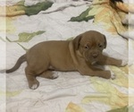 Small Photo #11 Dogue de Bordeaux Puppy For Sale in DALLAS, TX, USA