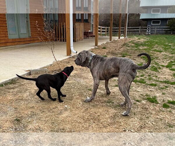 Medium Photo #9 Mutt Puppy For Sale in Germantown, OH, USA