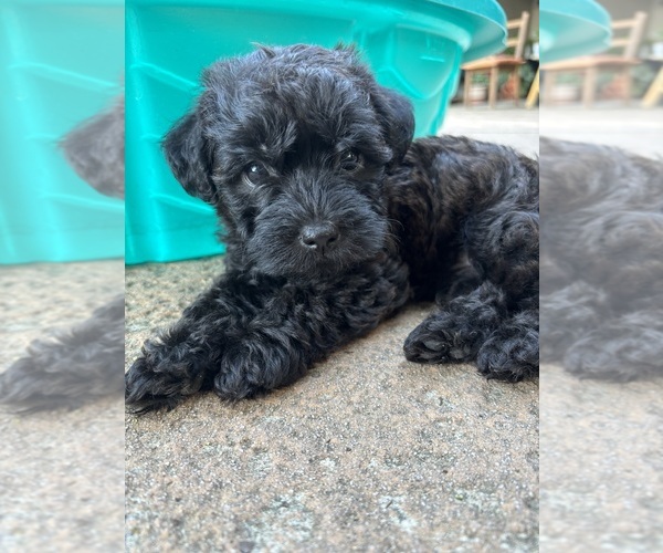 Medium Photo #4 Poocan Puppy For Sale in FAIR OAKS, CA, USA