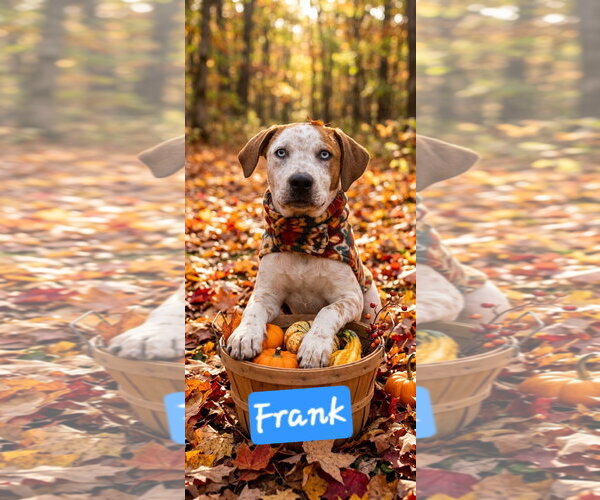 Medium Photo #1 Catahoula Leopard Dog Puppy For Sale in Brooksville, FL, USA