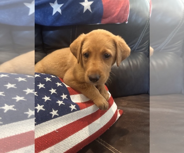 Medium Photo #9 Labrador Retriever Puppy For Sale in LEASBURG, MO, USA