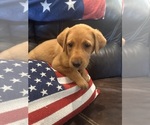 Small #8 Labrador Retriever