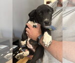 Small Labrador Retriever Mix