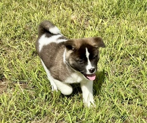 Akita Puppy for sale in HAMPTON, GA, USA