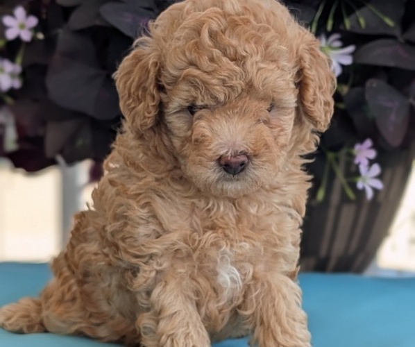 Medium Photo #3 Poodle (Toy) Puppy For Sale in GOSHEN, IN, USA