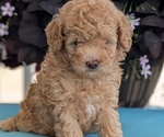 Small #2 Poodle (Toy)