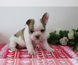 French Bulldog Puppy for sale in SHILOH, OH, USA