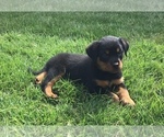 Small Photo #20 Rottweiler Puppy For Sale in OAK GLEN, CA, USA