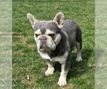 Small Photo #1 French Bulldog Puppy For Sale in HONEY BROOK, PA, USA