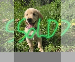 Golden Retriever Puppy for sale in PLANT CITY, FL, USA