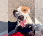 Small #1 Catahoula Leopard Dog Mix