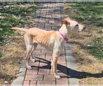 Small #1 Labrador Retriever Mix