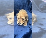 Small #20 Dachshund