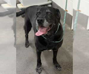 Labrador Retriever-Unknown Mix Dogs for adoption in Forestville, MD, USA