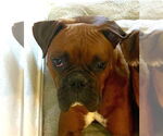 Small #7 Boxer