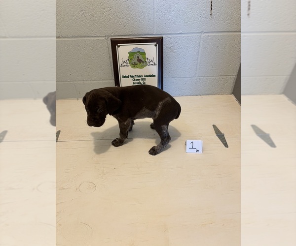 Medium Photo #3 German Shorthaired Pointer Puppy For Sale in STATESVILLE, NC, USA