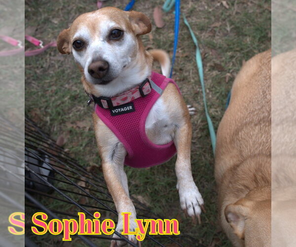 Medium Photo #31 Chiweenie Puppy For Sale in San Antonio, TX, USA